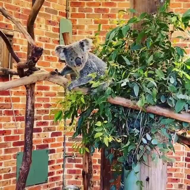 Koala bears fingerprints are so similar to a humans, that they could be