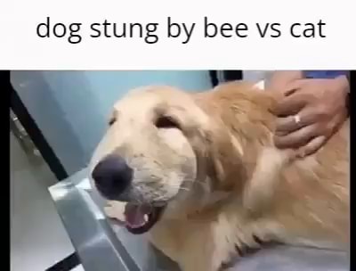 Dog stung by bee vs cat - iFunny