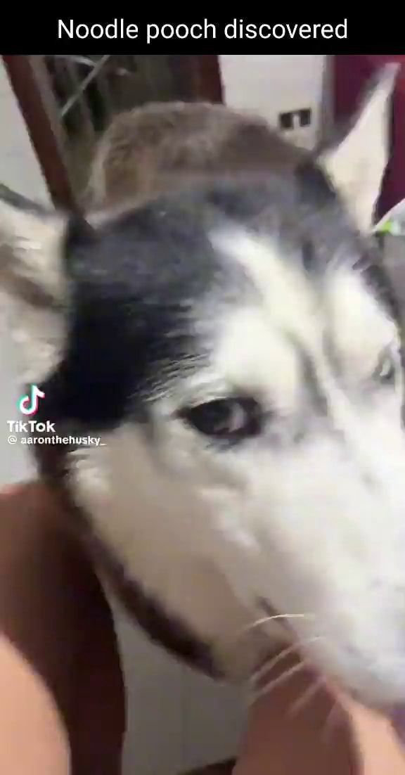 Noodle pooch discovered Tik ToK fe aaronth husxy iFunny
