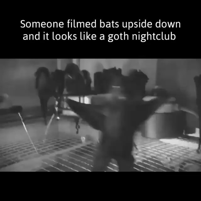 Someone filmed bats upside down and it looks like a goth iFunny