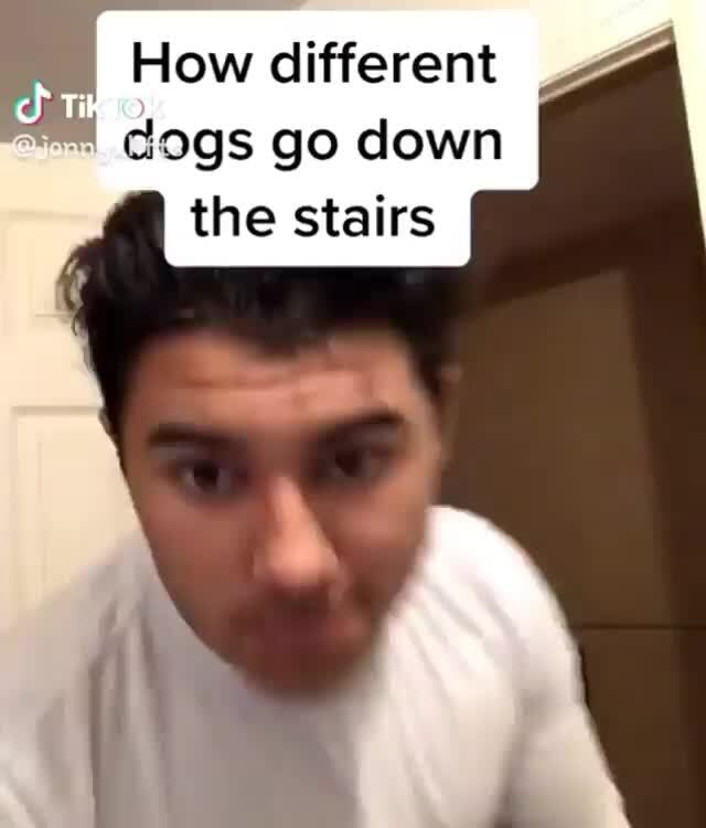 I How different dogs go down the stairs iFunny