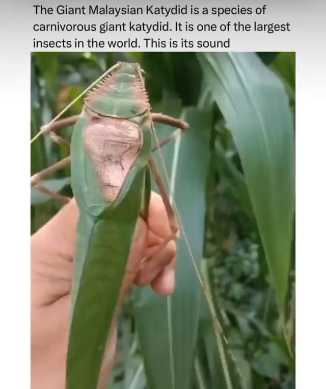 The Giant Malaysian Katydid is a species of carnivorous giant katydid
