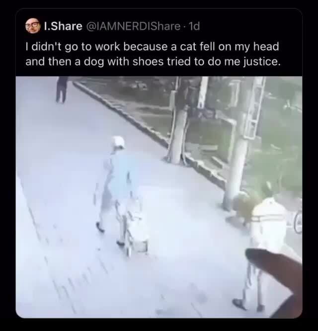 Didn't go to work because cat fell on my head and then a dog with shoes