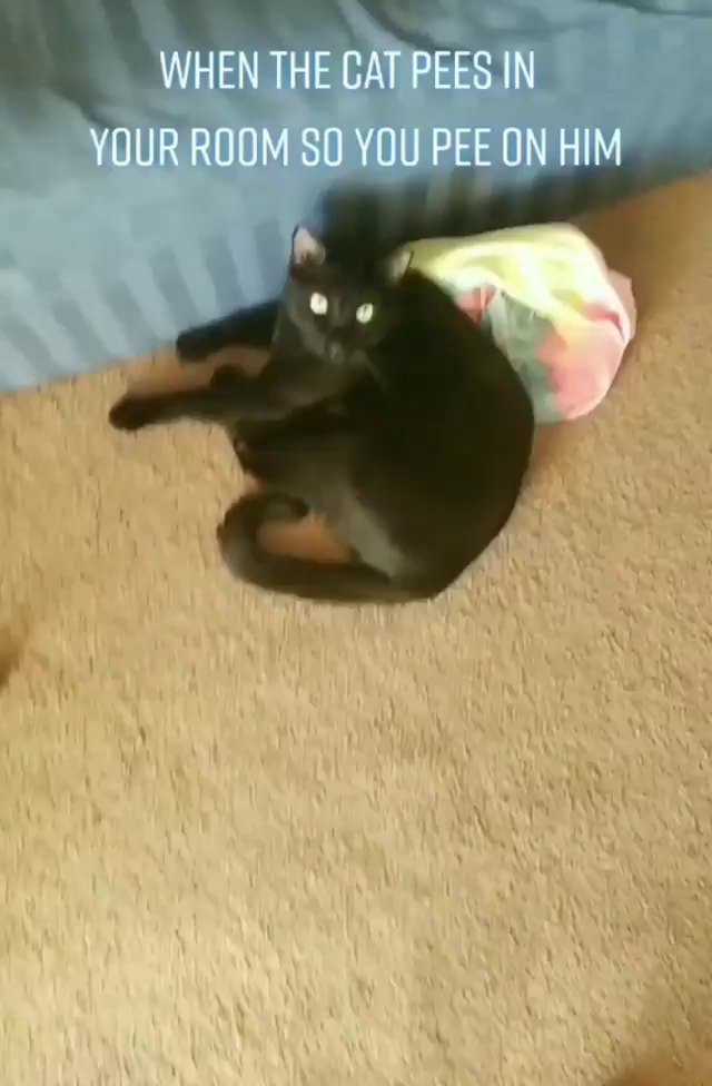 WHEN THE CAT PEES IN YOUR ROOM SO YOU PEE ON HIM iFunny