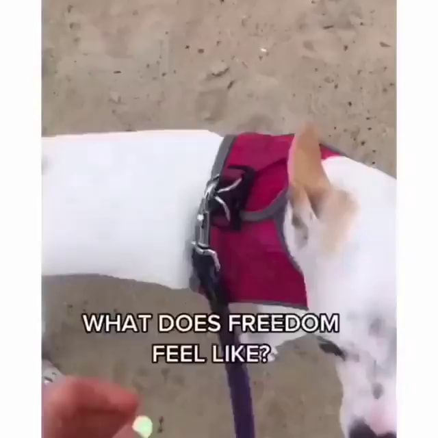 WHAT DOES FREEDOM FEEL LIKE. iFunny