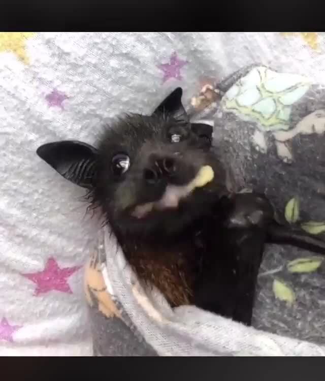 Bat eating banana )