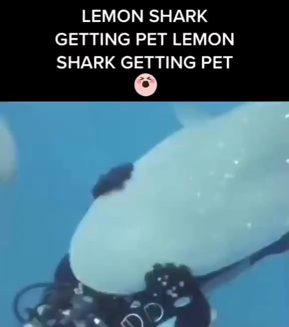 LEMON SHARK GETTING PET LEMON SHARK GETTING PET iFunny