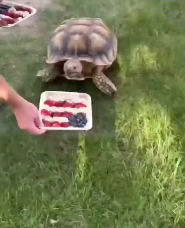 Baby Tortoise Family Picnic - iFunny