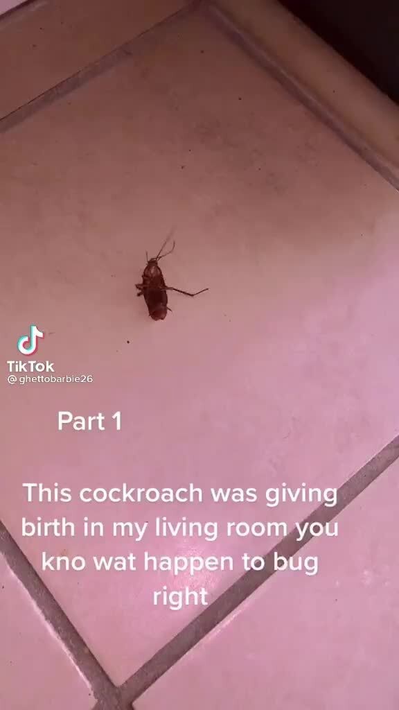 Of Tik Tok Part 1 This cockroach was giving birth in my living room ...