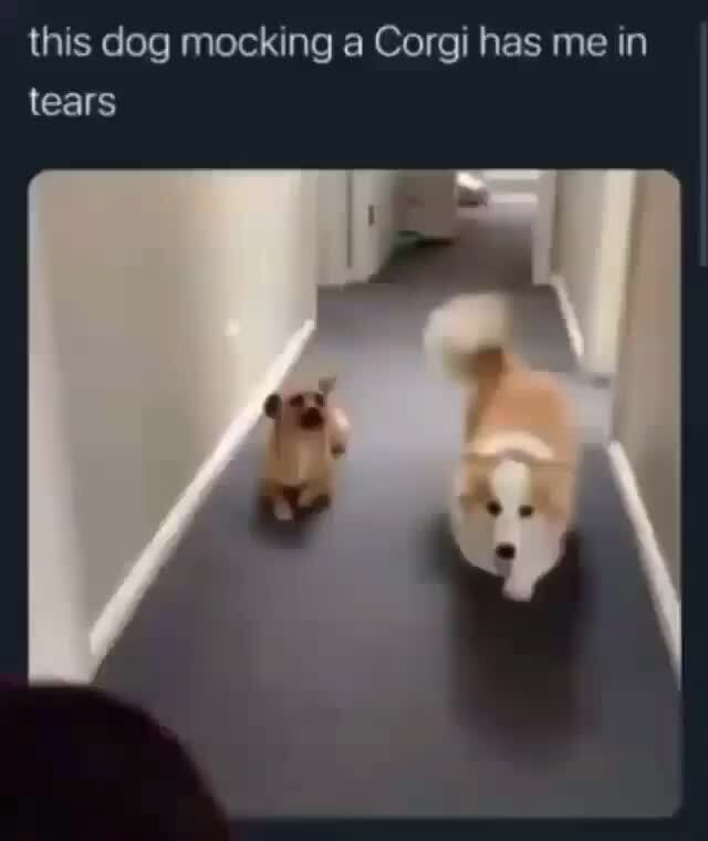 This dog mocking a has me in tears iFunny