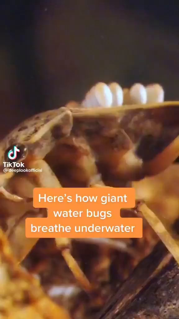 TikTok Here's how giant water bugs breathe underwater iFunny