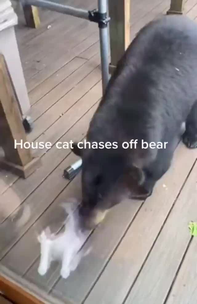 House cat chases off bear iFunny