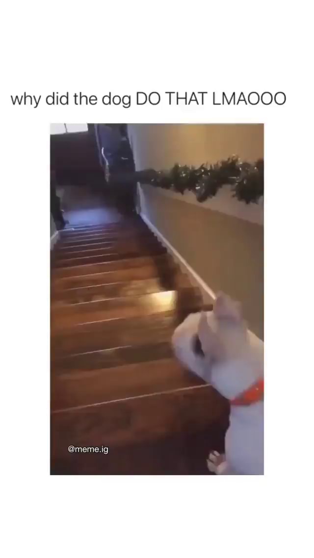 Why did the dog DO THAT LMAOCO meme.ig iFunny