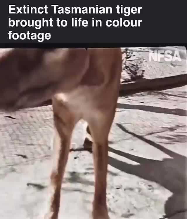 Extinct Tasmanian Tiger Brought To Life In Colour Footage - IFunny