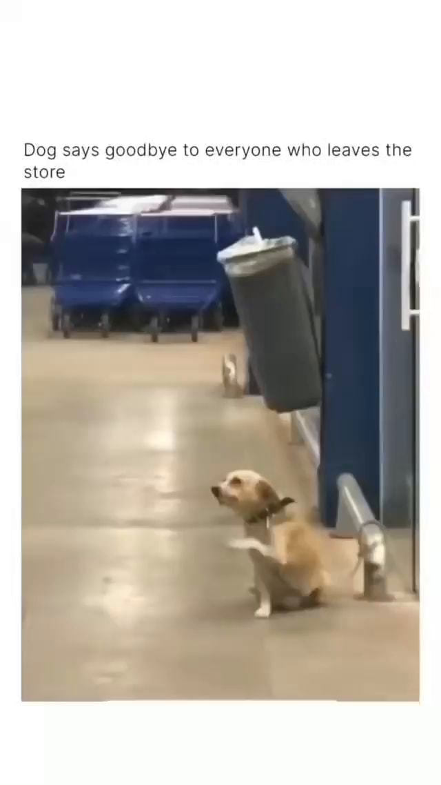 Dog says goodbye to everyone who leaves the store iFunny
