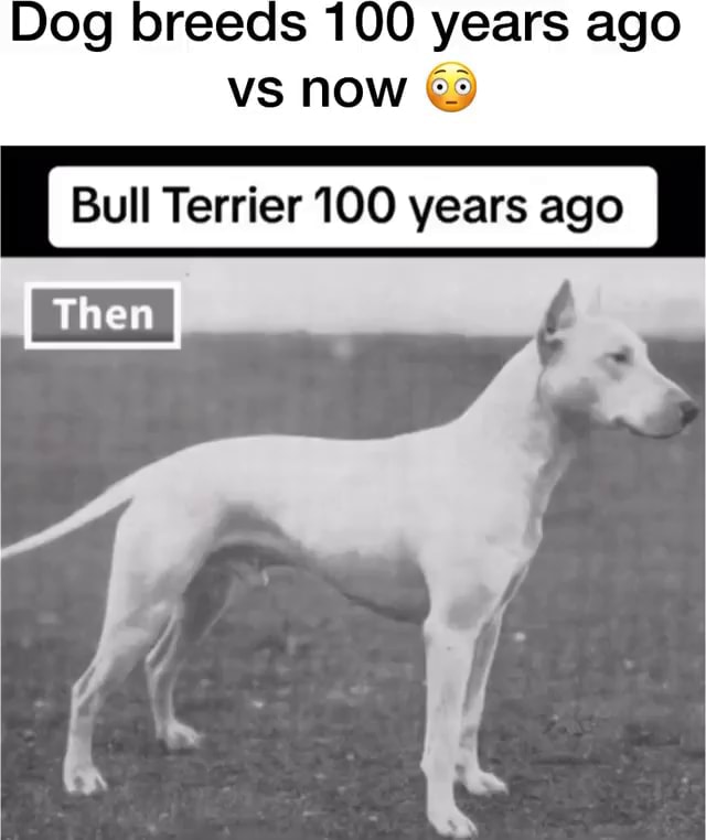 Dog breeds 100 years ago vs now Bull Terrier 100 years ago - iFunny