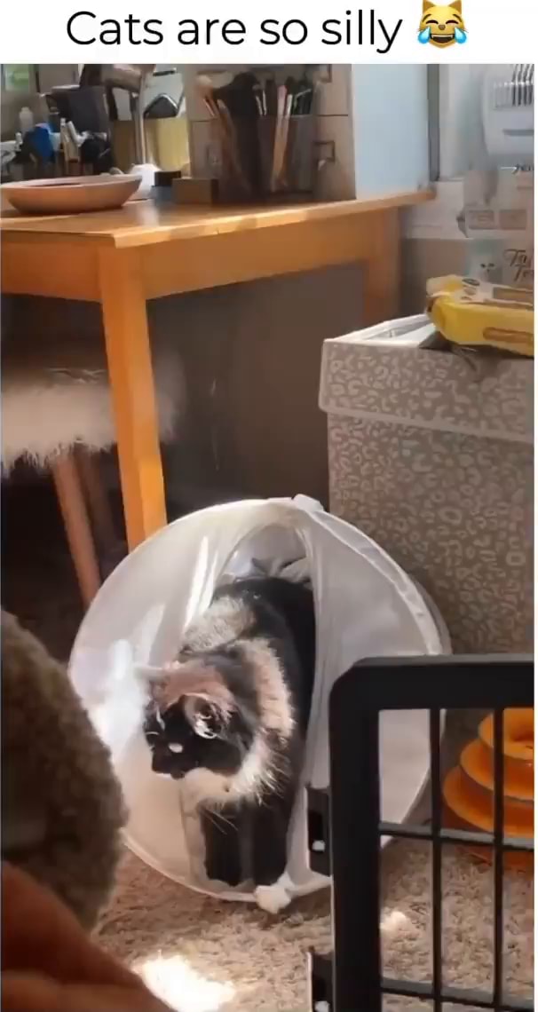Cats are so silly - iFunny