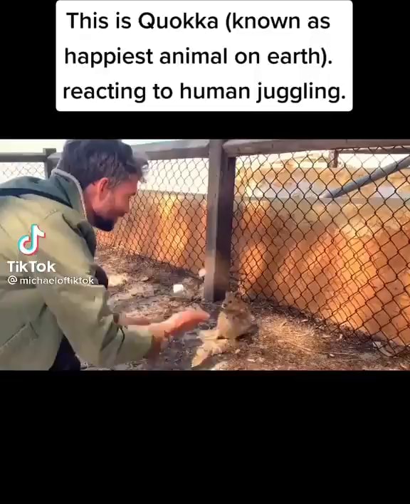 This is Quokka (known as happiest animal on earth). reacting to human