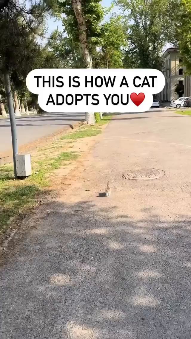 THIS IS HOW A CAT ADOPTS YOU iFunny
