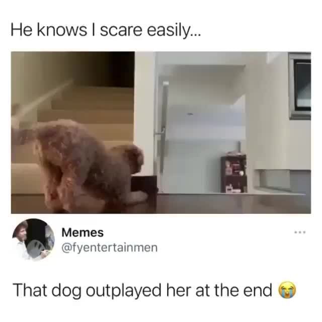 he-knows-i-i-scare-easily-memes-that-dog-outplayed-her-at-the-end