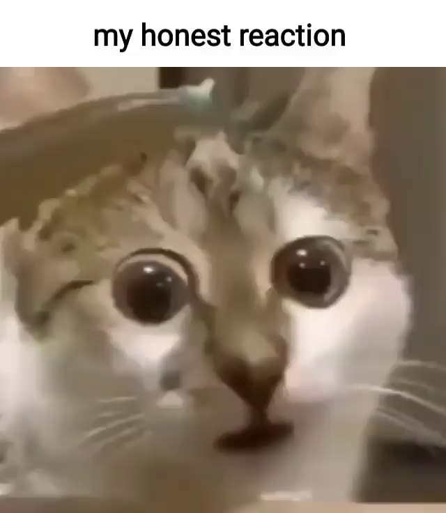 My Honest Reaction Ifunny