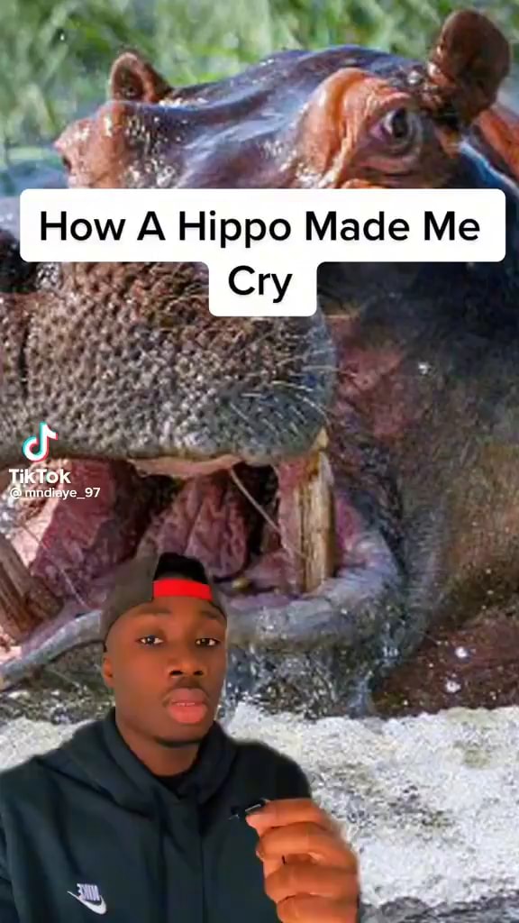 How A Hippo Made Me TikTok iFunny