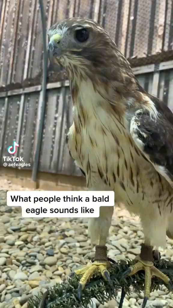 TikTOK What people think a bald eagle sounds like - iFunny