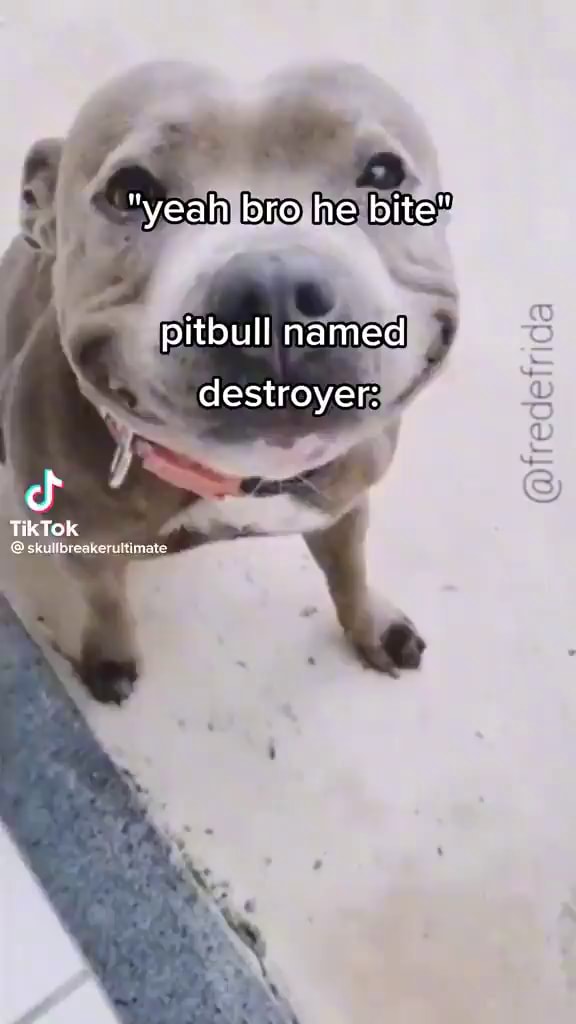 yeah-bro-he-bite-pitbull-named-destroyer-tiktok-bokubisors-ou-tims