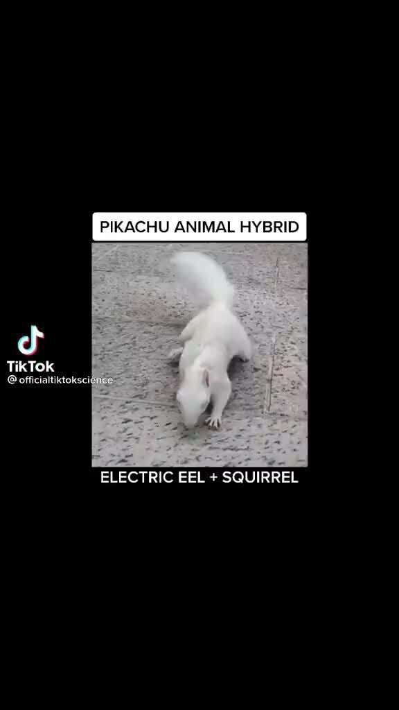 HU ANIMAL HYBRID cf TikTok officialtiktokscig ELECTRIC EEL + SQUIRREL