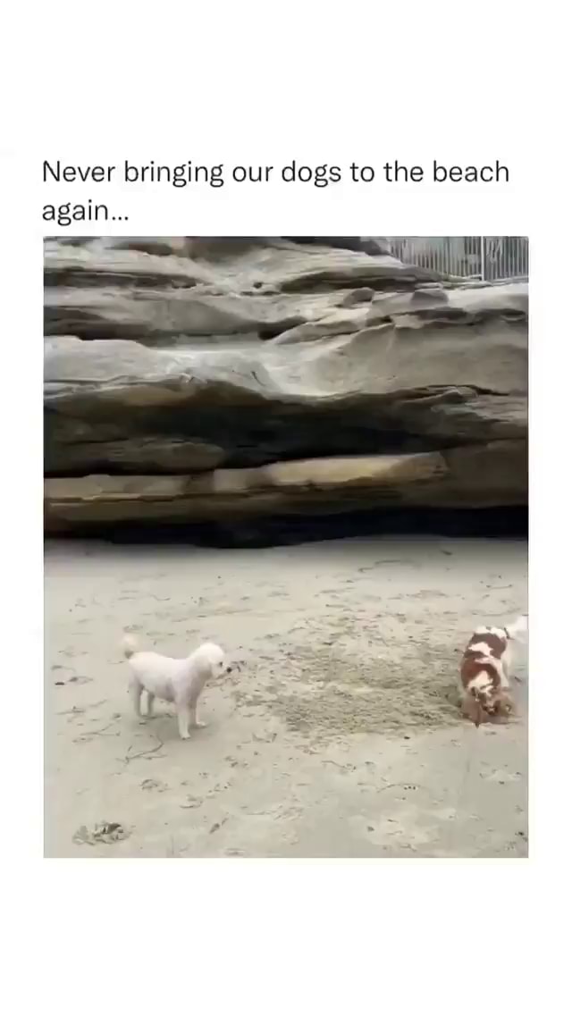 Never bringing our dogs to the beach again... iFunny