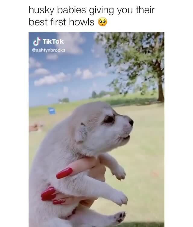 Husky babies giving you their best first howls és Gashtynbrooks - iFunny