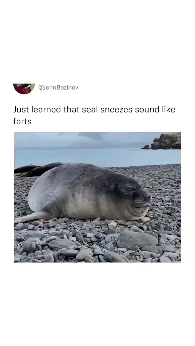 Just learned that seal sneezes sound like farts iFunny