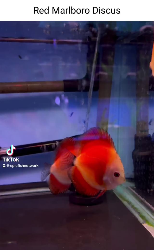 Red Marlboro Discus Sf TikTOK @epicfishnetwork - iFunny