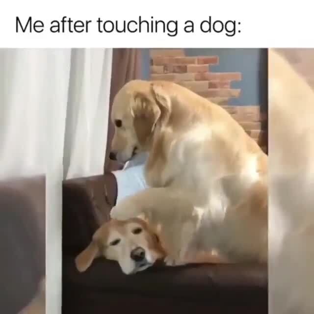 Me after touching a dog: - iFunny