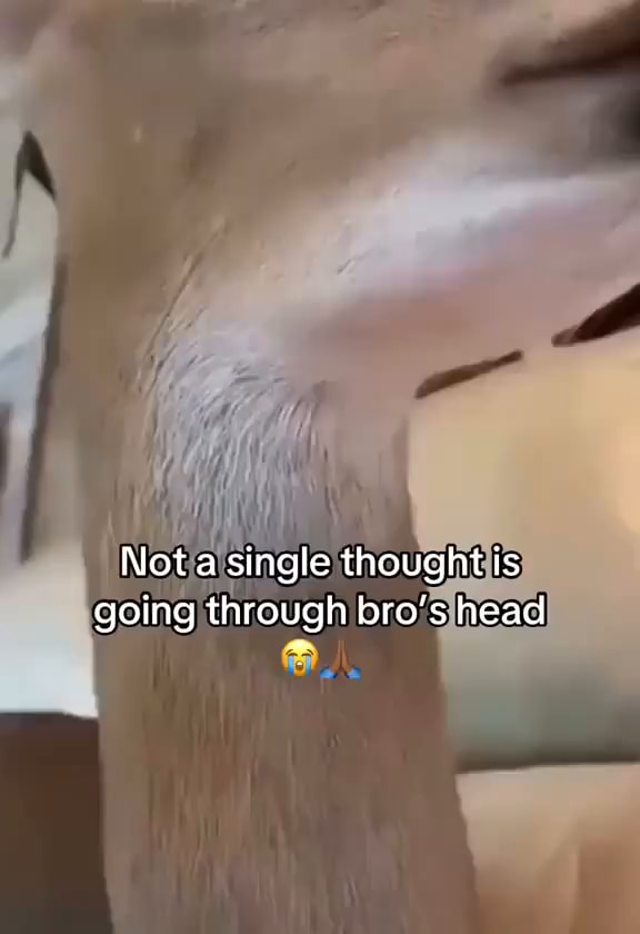 Nota single thought is going through bro''s head - iFunny