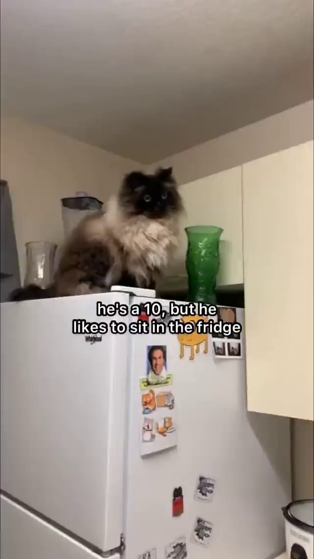 He's a 10, but he likes to sit in the fridge iFunny