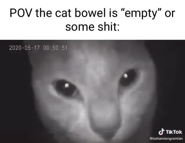 POV the cat bowel is 