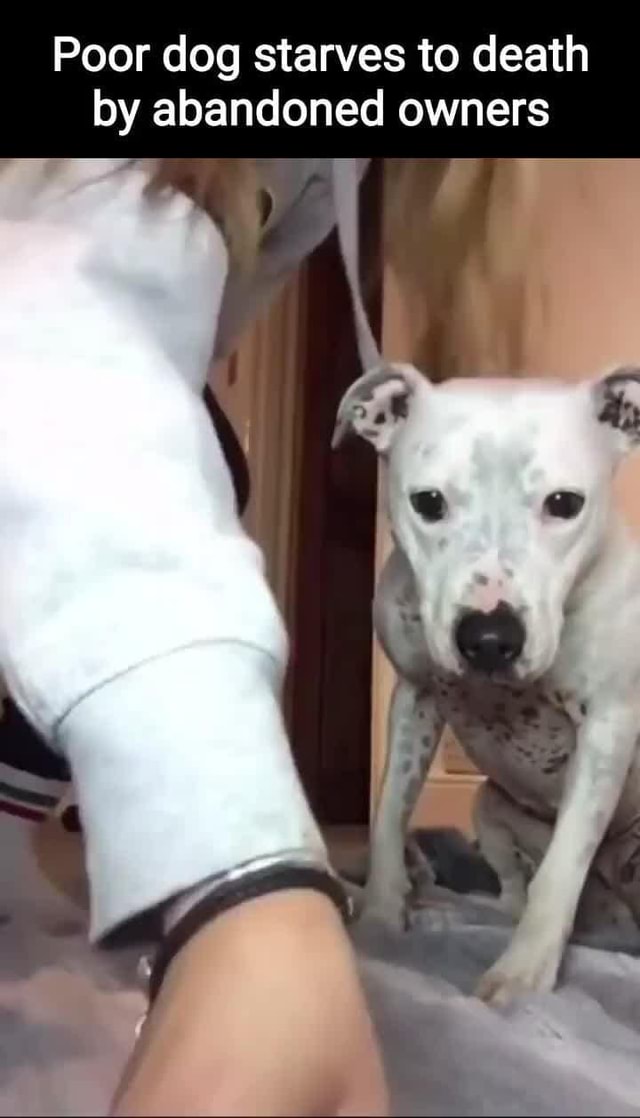 poor-dog-starves-to-death-by-abandoned-owners-ifunny