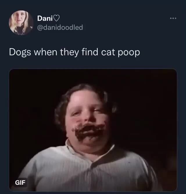 Dogs when they find cat poop GIF iFunny