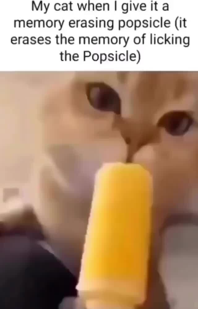 My cat when I give it a memory erasing popsicle (it erases the memory ...