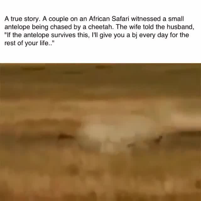 A True Story A Couple On An African Safari Witnessed A Small Antelope