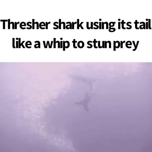 Thresher shark using its tail like a whip to stun prey - iFunny