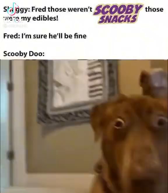 Fred those weren't SCOOBY those my edibles! SNACKS Fred: I'm sure he'll ...