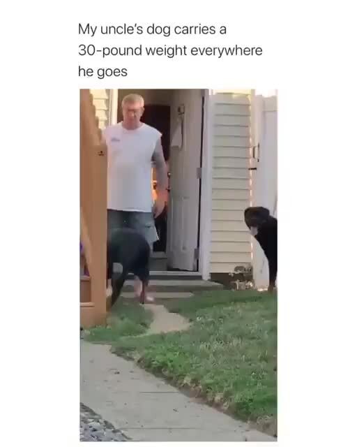My uncle's dog carries 30-pound weight everywhere he goes - )