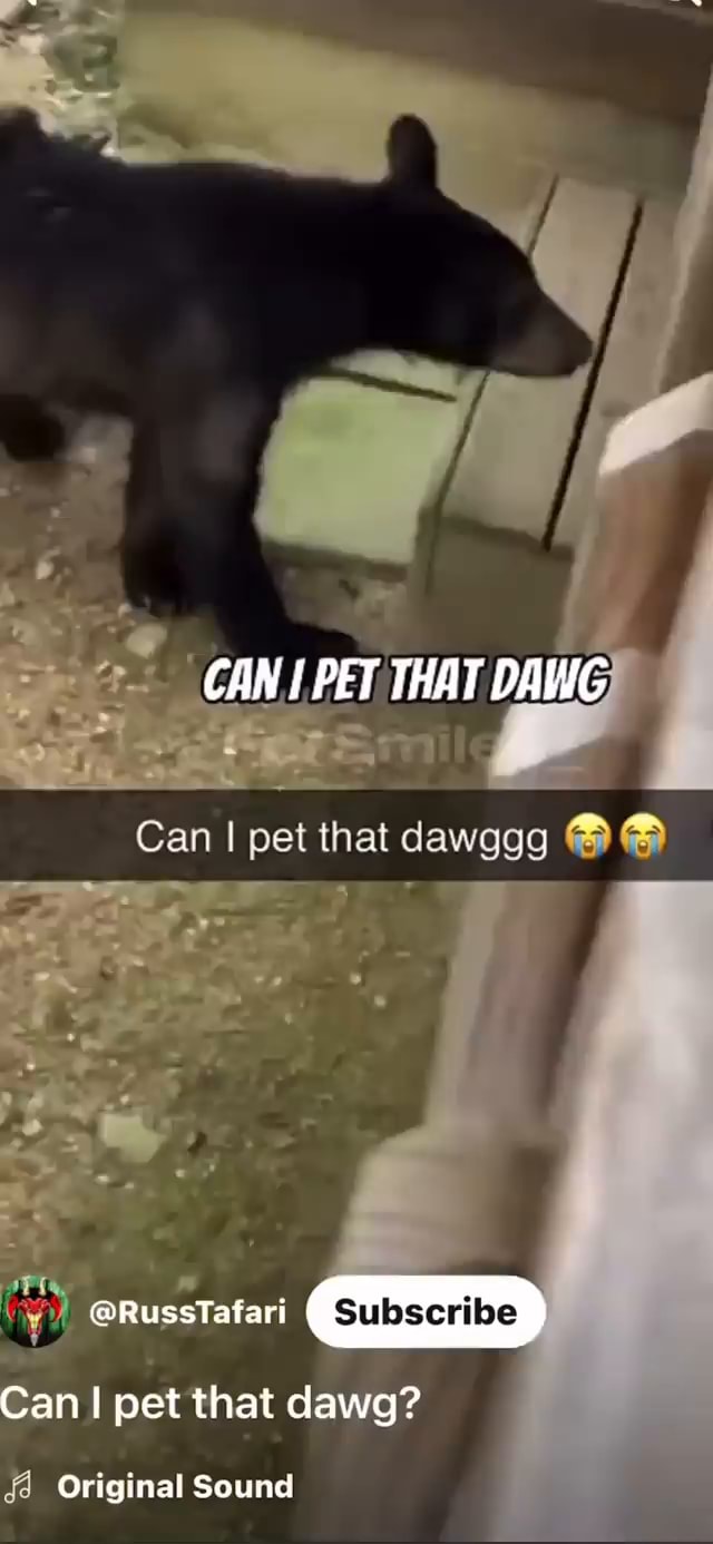 CAN I PET THAT DAWG Can I pet that dawggg vig CUES Subscribe Can I