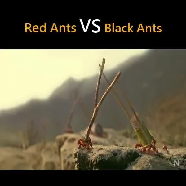 Red Ants VS Black Ants IFunny   B42e4be53f1734665868f03747d36f15108e67836d069163f57f1397fb659e90 3 