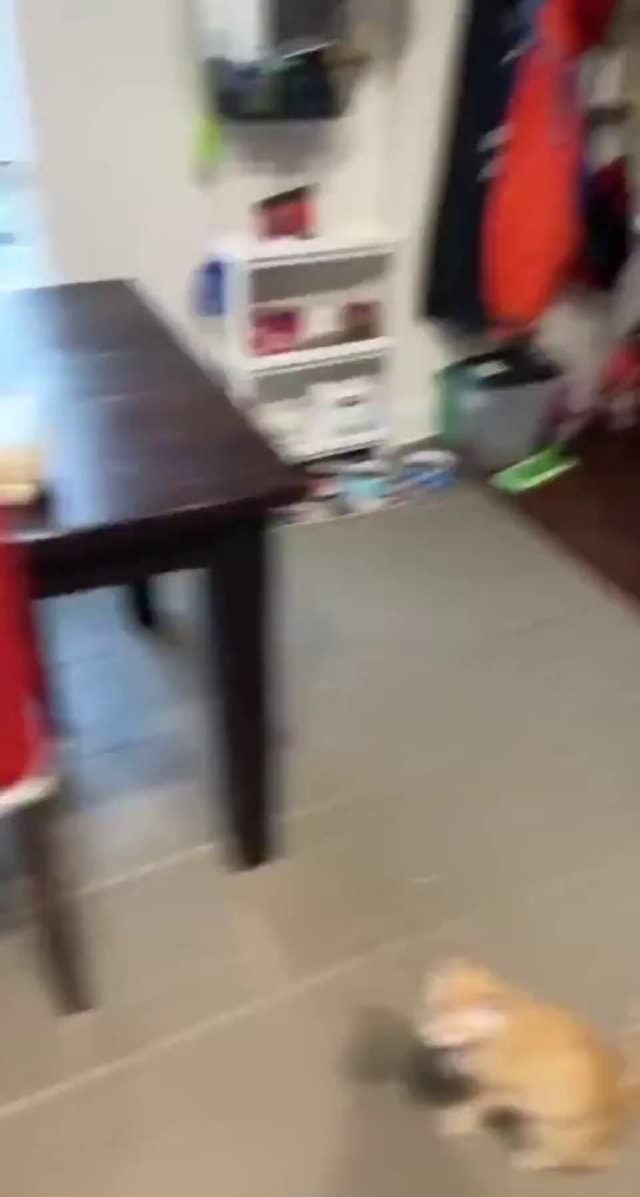 How to catch a cat iFunny