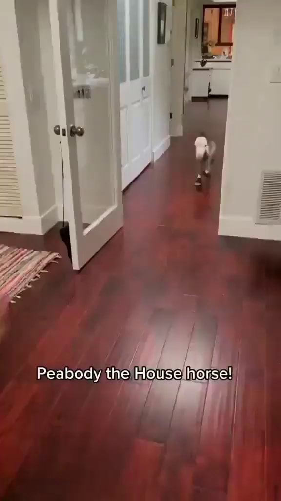 Peabody the House horse iFunny