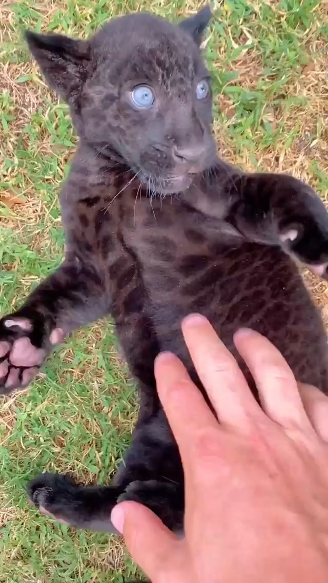 Did you know that black jaguars and leopards still have all their spots