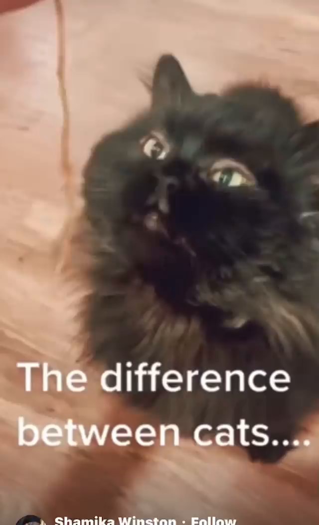 the-difference-between-cats